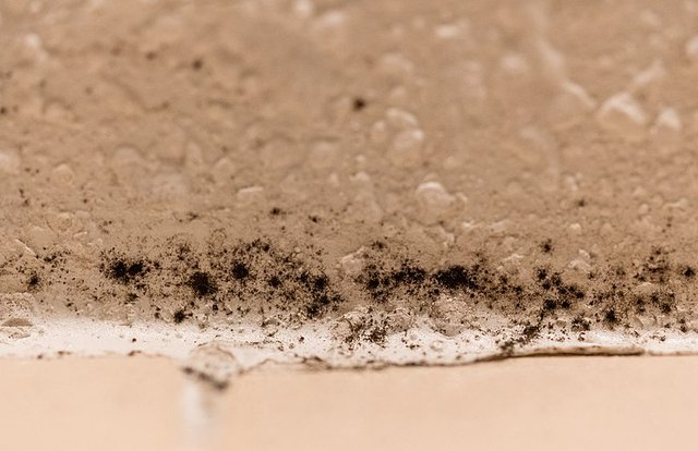 Black mould photo by Tony Webster